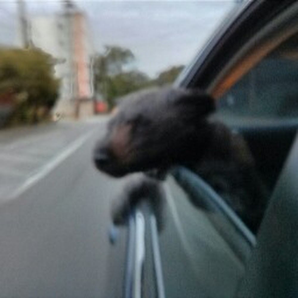 Meet your Posher, Rider